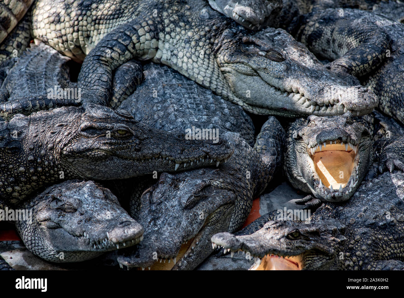 Crocodile farm, Vietnam Stock Photo
