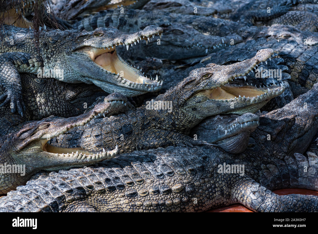 Crocodile farm, Vietnam Stock Photo