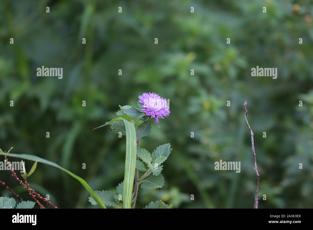 Hydrangea Robusta Care And Culture Travaldo S Blog
