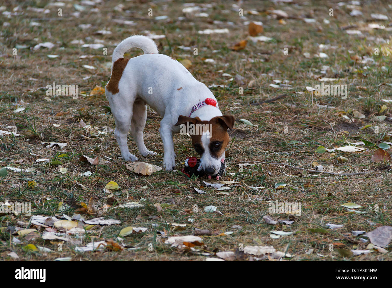 popular dog walks near me