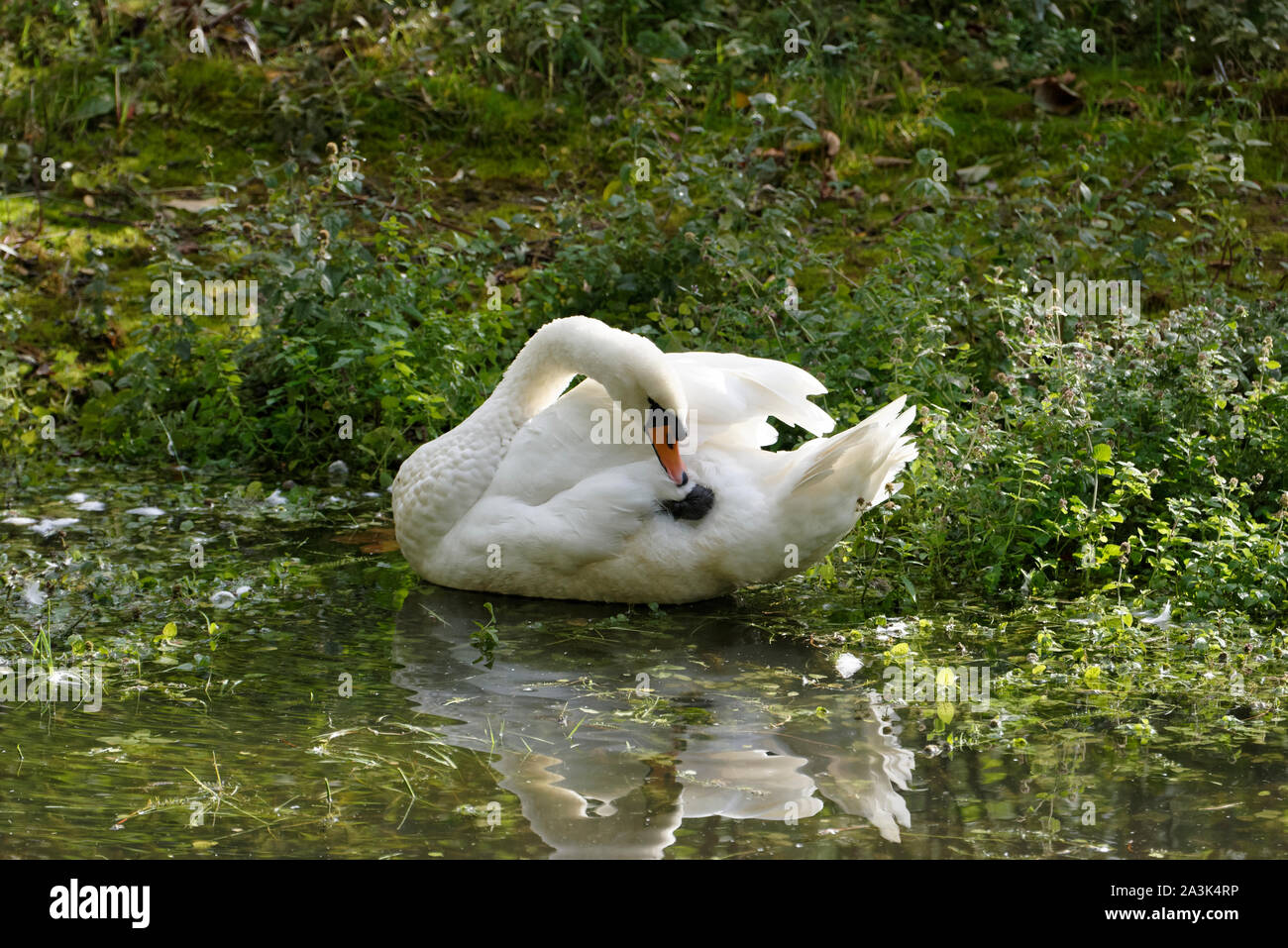 Swan swimming in the lake Stock Photo - Alamy