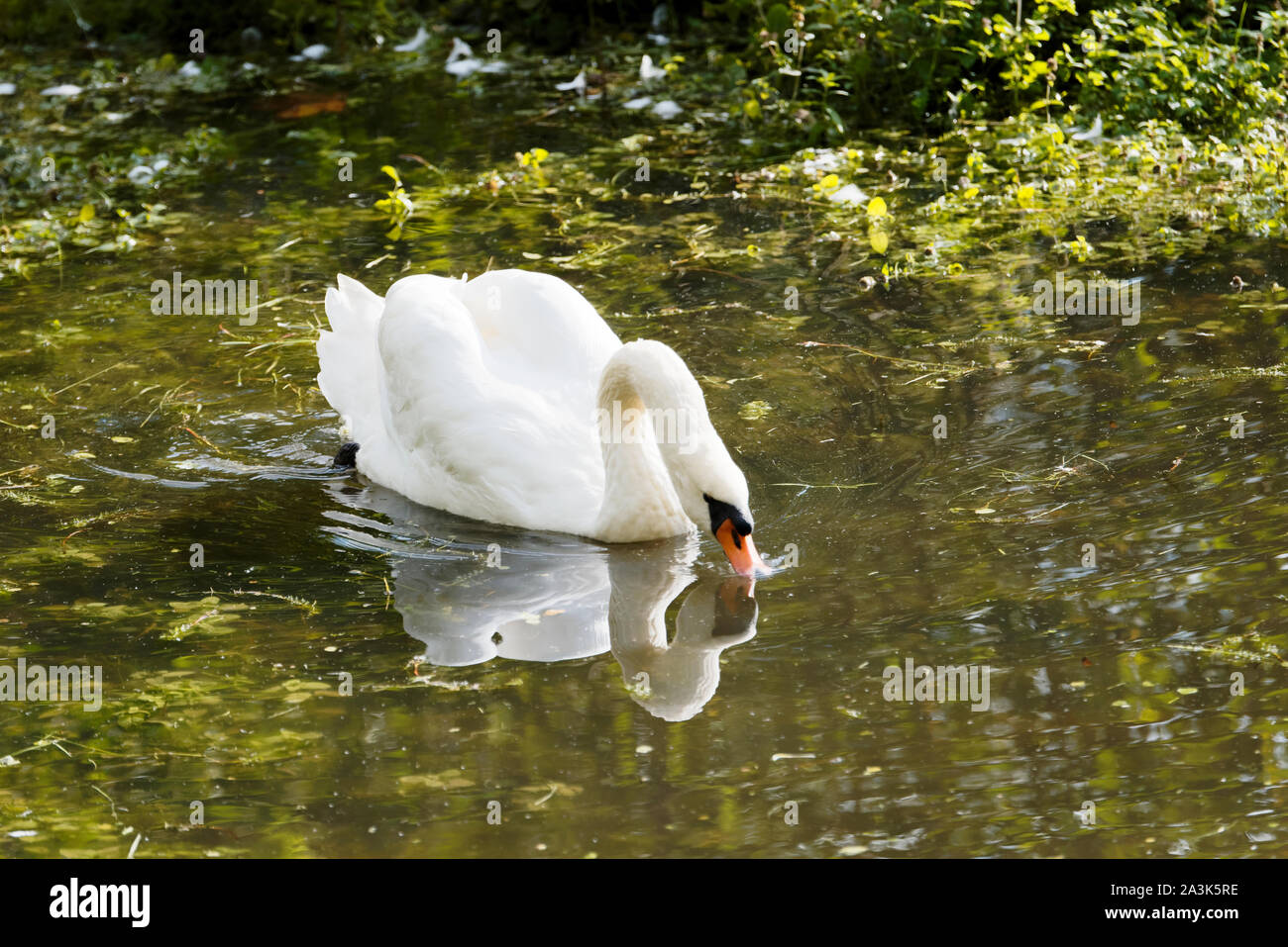 Swan swimming in the lake Stock Photo - Alamy
