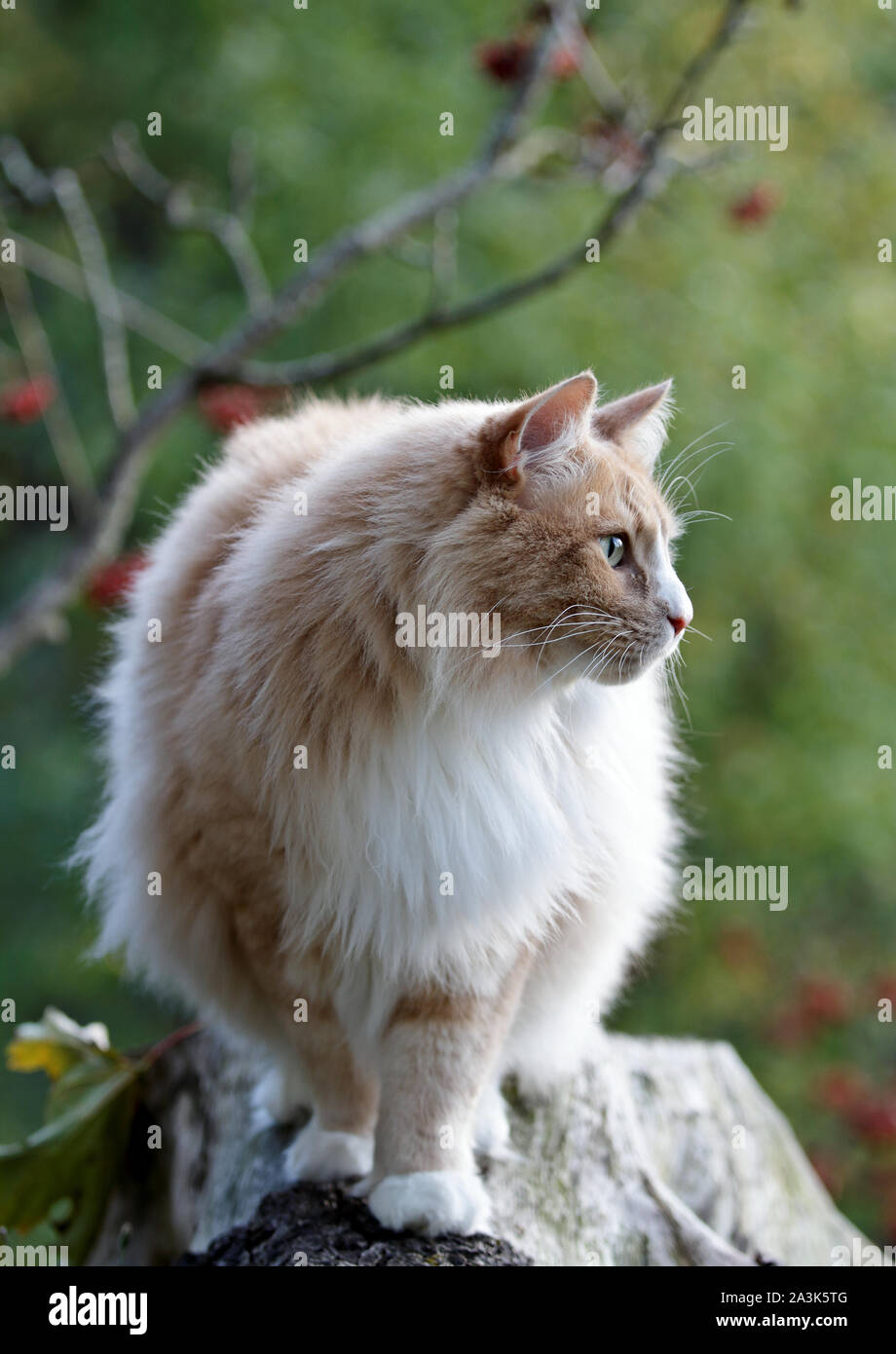 A big and strong Norwegian forest cat male standing on a stump in the evening light Stock Photo