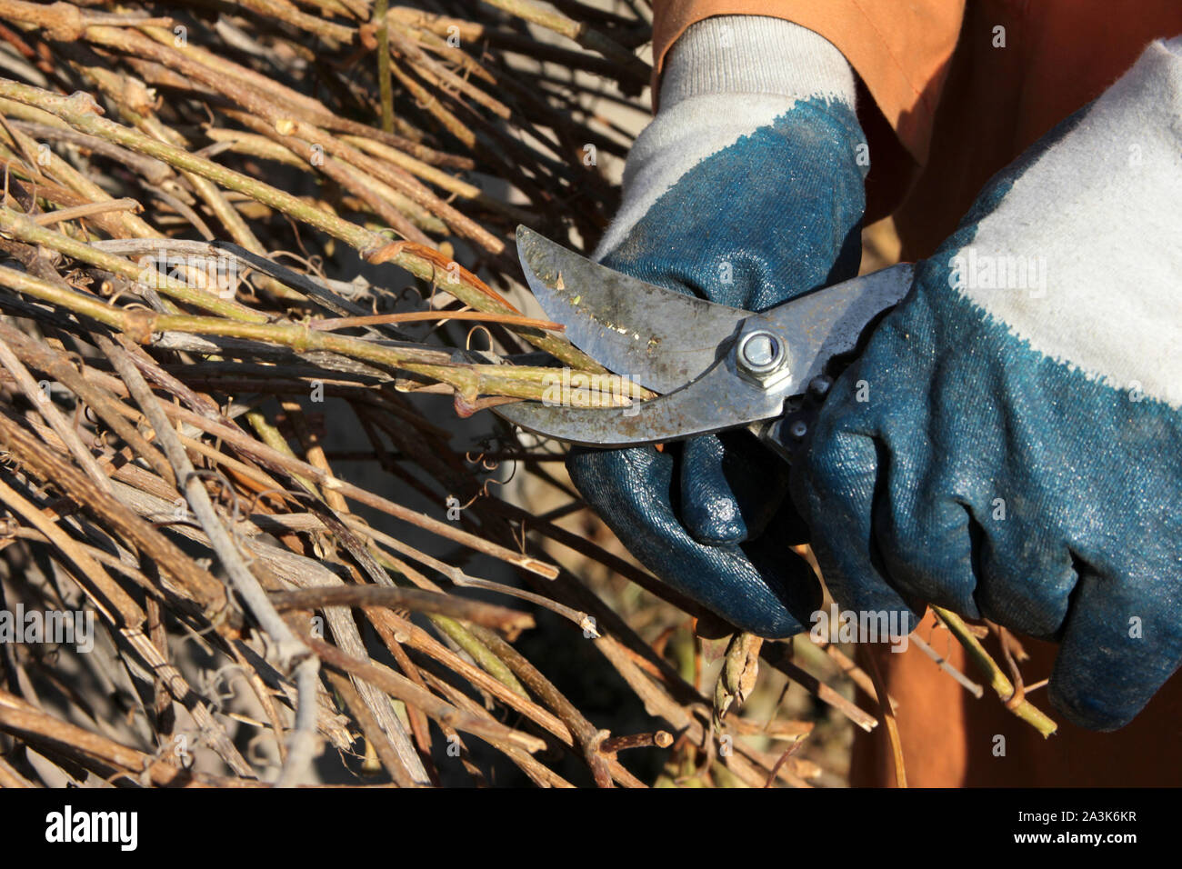 Landscaper trimming green hedge hi-res stock photography and images - Alamy