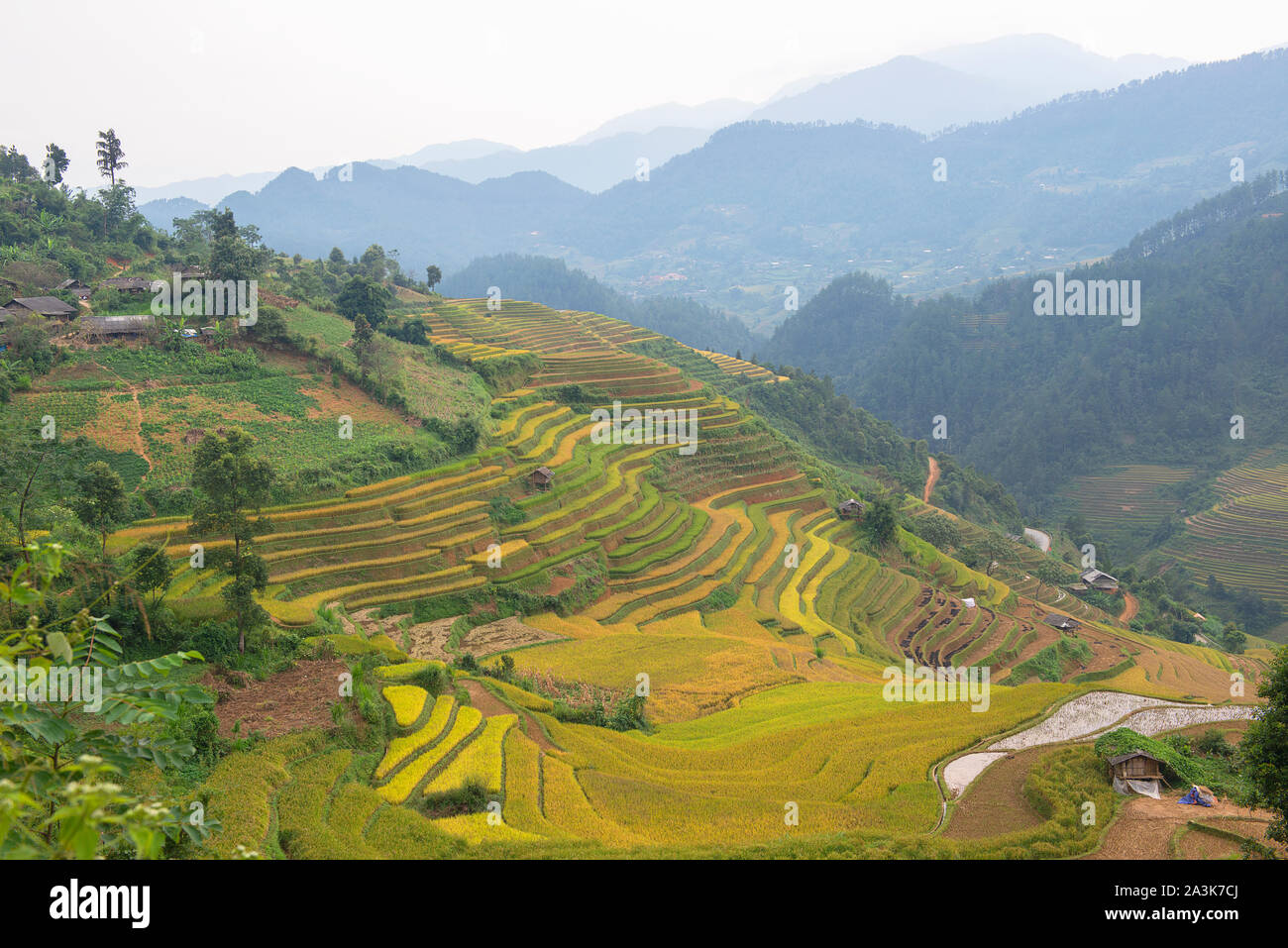 Green, brown, yellow and golden rice terrace fields in Mu Cang Chai ...