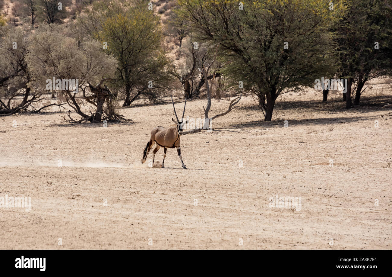 A Gemsbok antelope running in a dry riverbed in Southern African savannah Stock Photo