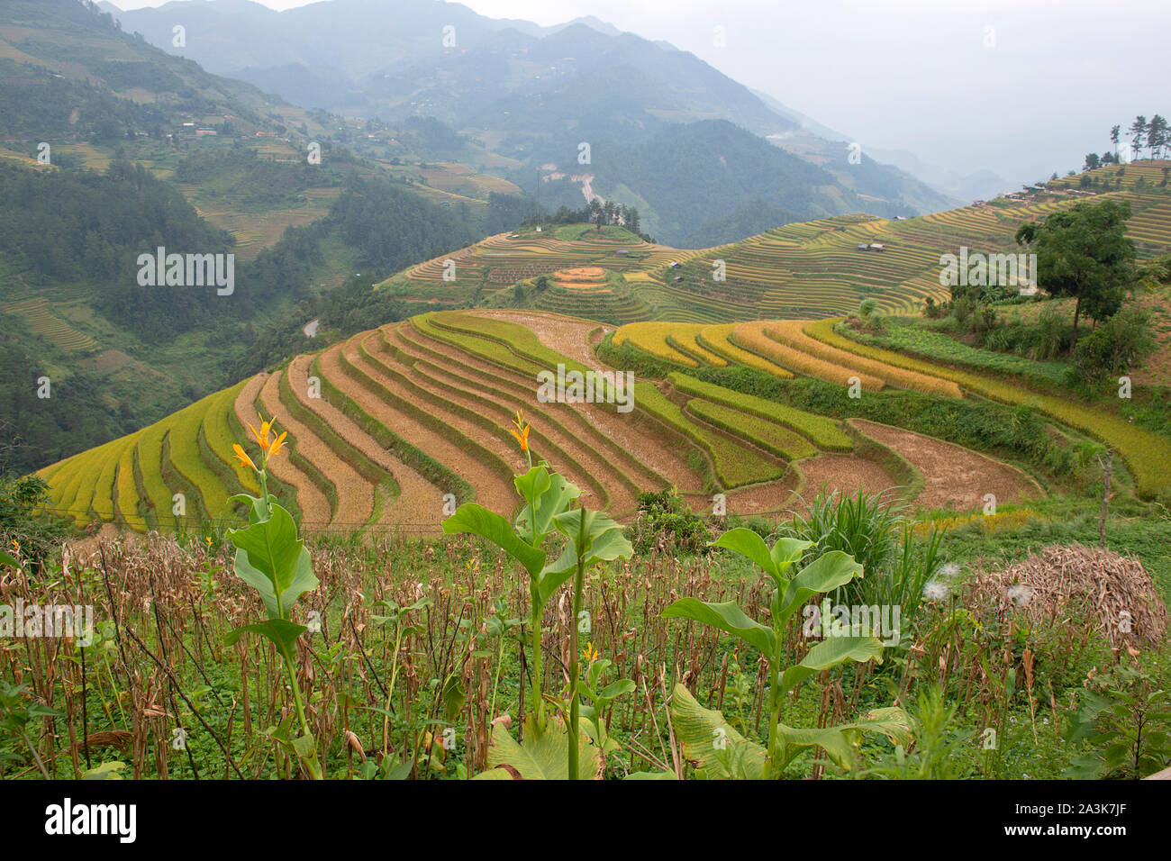 Green, brown, yellow and golden rice terrace fields in Mu Cang Chai ...