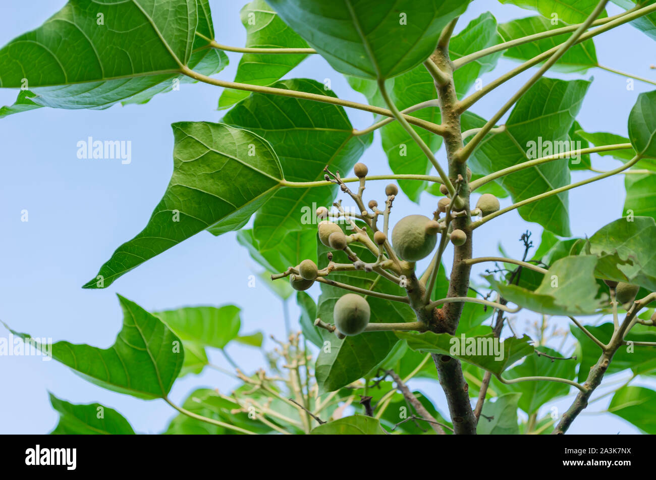 Candlenut Tree With Young Fruits Stock Photo Alamy
