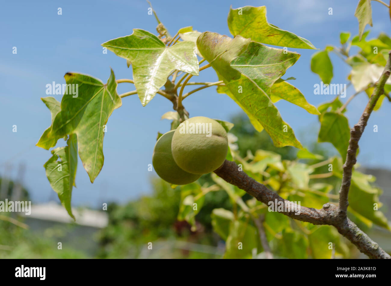 Kukui candlenut tree hires stock photography and images Alamy