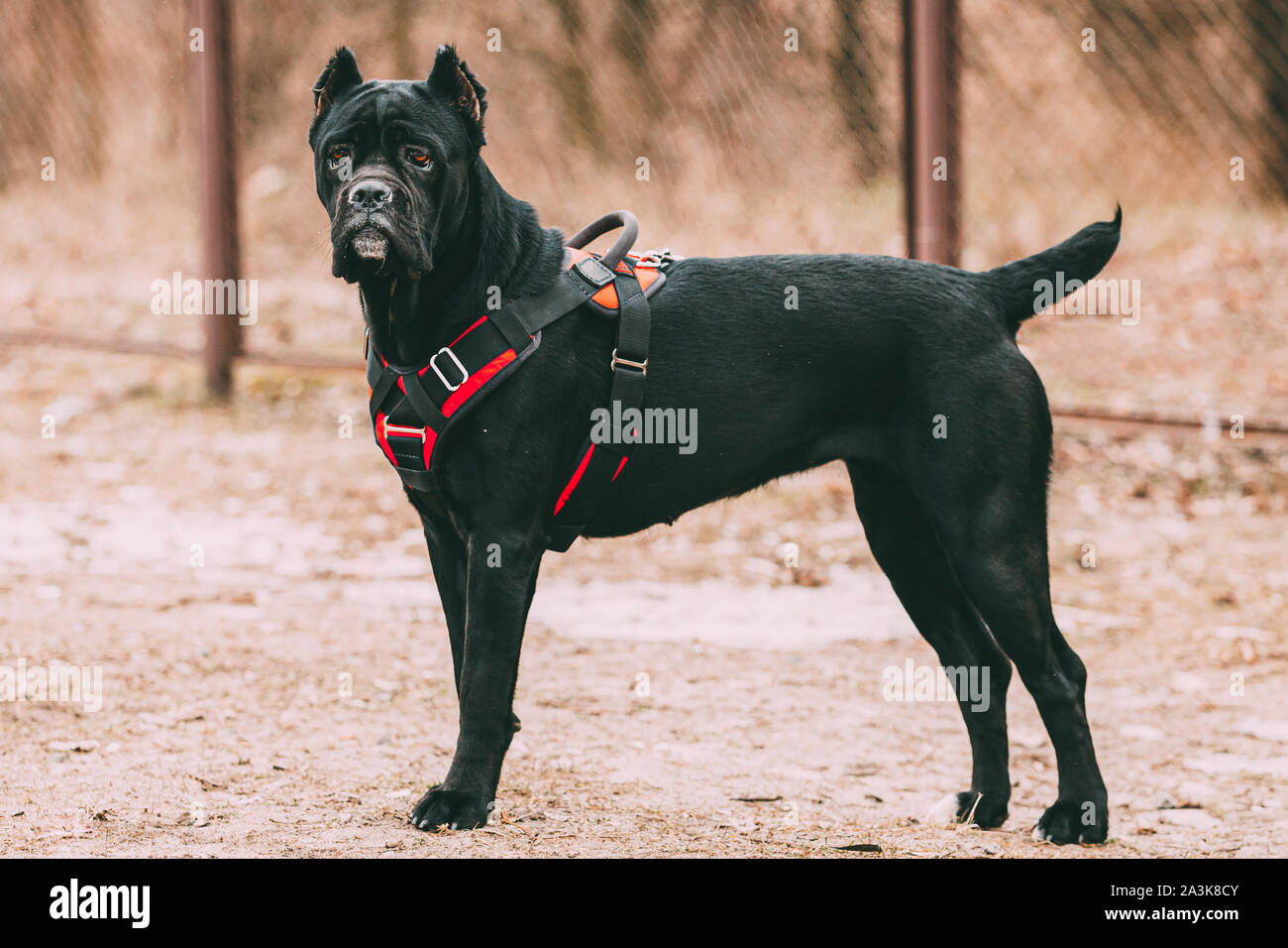 Black Young Cane Corso Puppy Dog Wears In Special Clothes Sitting