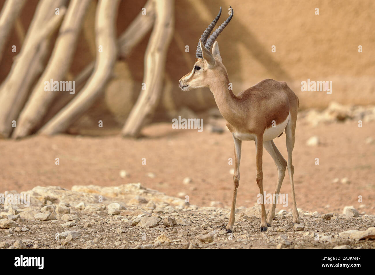Arabian deer hi-res stock photography and images - Alamy