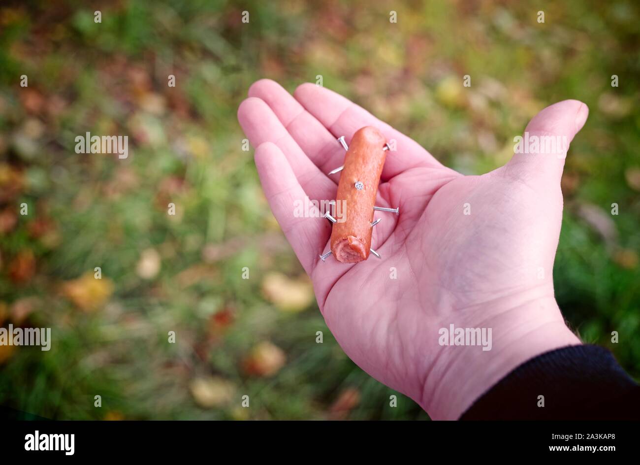 Unrecognizable person is holding a sausage spiked with nails. Toxic bait. Stock Photo