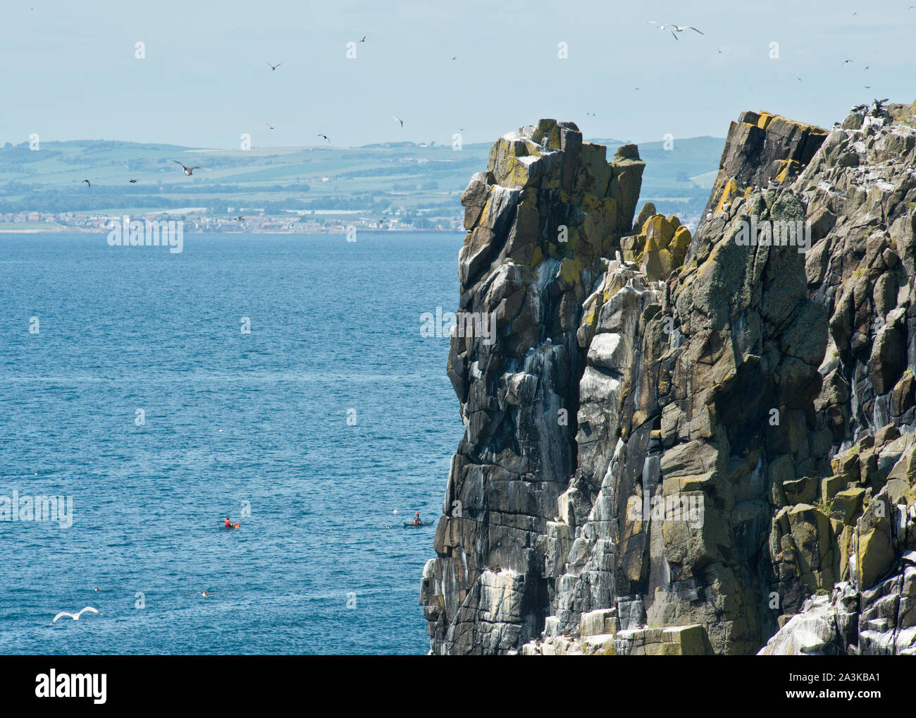 Seabirds nsesting on steep cliffs of the Isle of May. Fife, Scotland Stock Photo