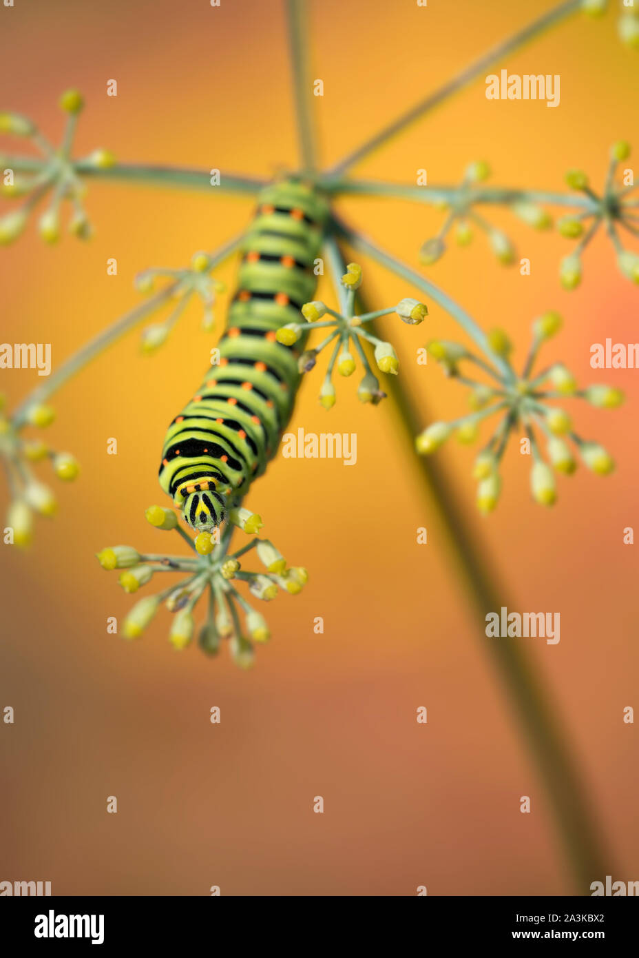 The king's garden, portrait of Swallowtail caterpillar (Papilio machaon) Stock Photo