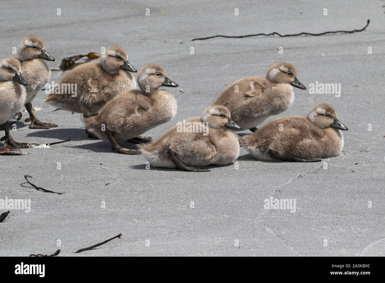 Flightless steamer duck Tachyeres brachypterus ducklings resting on a