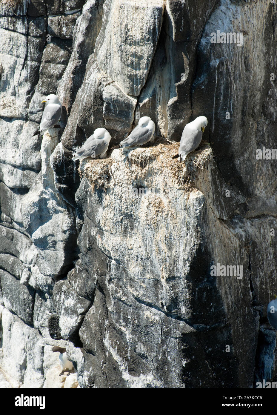 Seabirds nsesting on steep cliffs of the Isle of May. Fife, Scotland Stock Photo