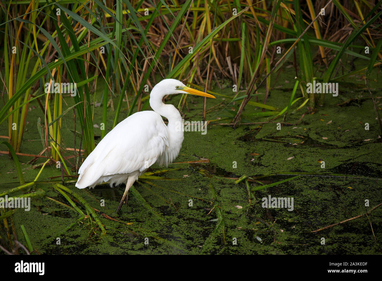 Great egret Egretta alba adult at the edge of a pool, from Noah's Hide, Shapwick Heath National Nature Reserve, Avalon Marshes, Somerset Levels, Engla Stock Photo