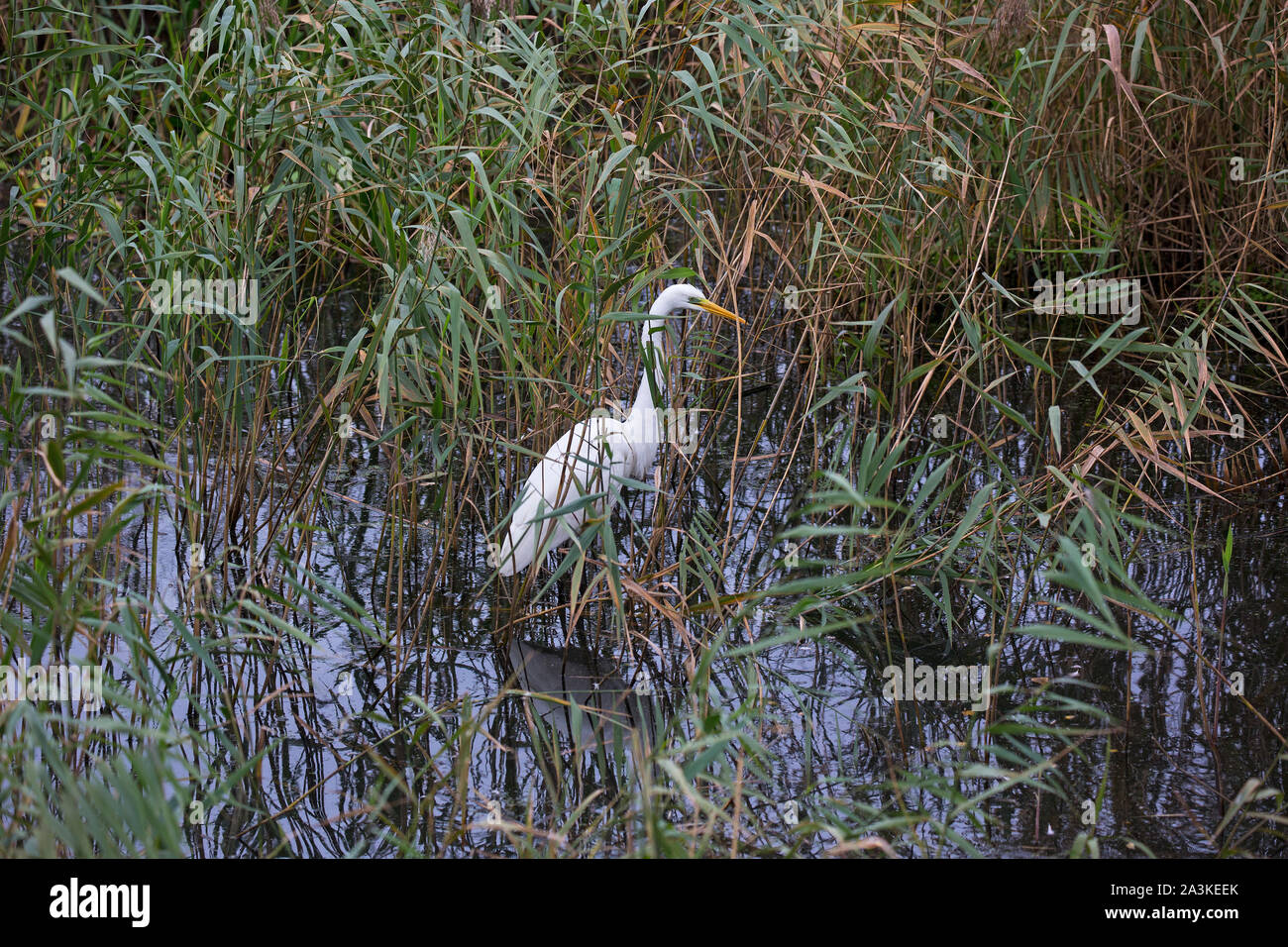 Great egret Egretta alba adult amongst Common reed Phragmites australis, from Noah's Hide, Shapwick Heath National Nature Reserve, Avalon Marshes, Som Stock Photo