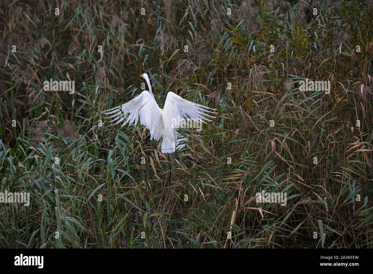 Great egret Egretta alba adult taking off from a reedbed in front of Noah's Hide, Shapwick Heath National Nature Reserve, Avalon Marshes, Somerset Lev Stock Photo