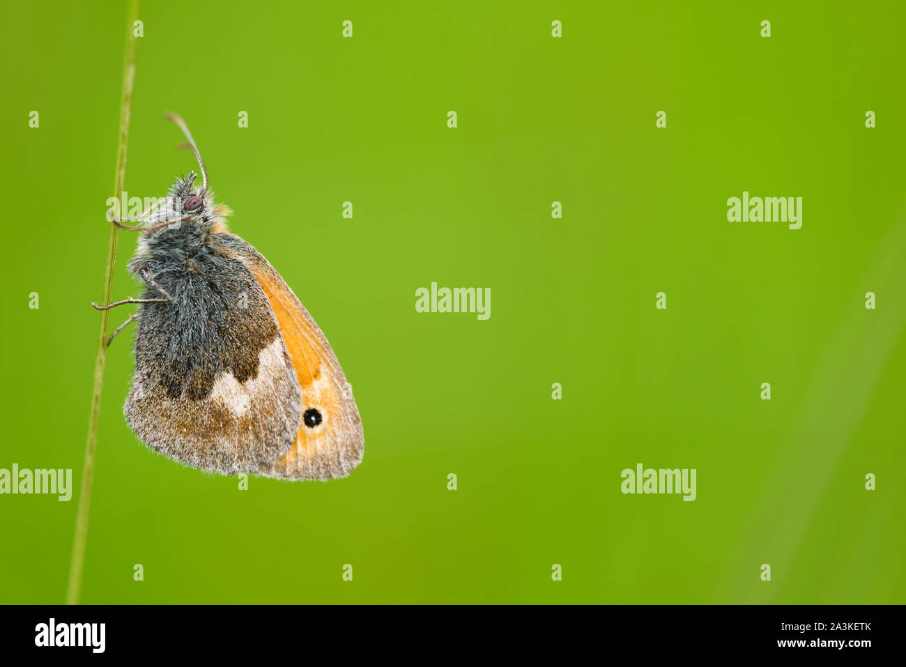 A Small Heath (Coenonympha pamphilus) butterfly on a grass stem in early summer in grassland in the Quantock Hills, Somerset, England. Stock Photo