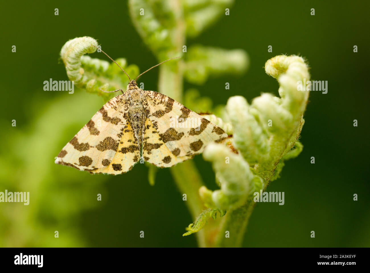 Speckled Yellow moth (Pseudopanthera macularia) on a frond of braken in the Quantock Hills, Somerset, England. Stock Photo