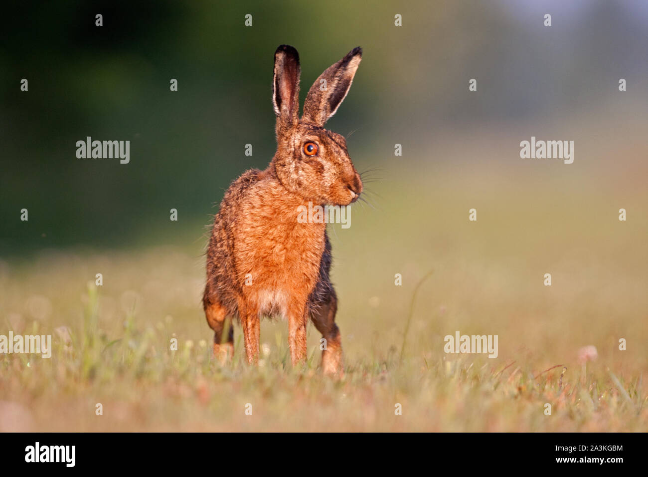 Watchful Brown hare keeping an eye on the photographer Stock Photo
