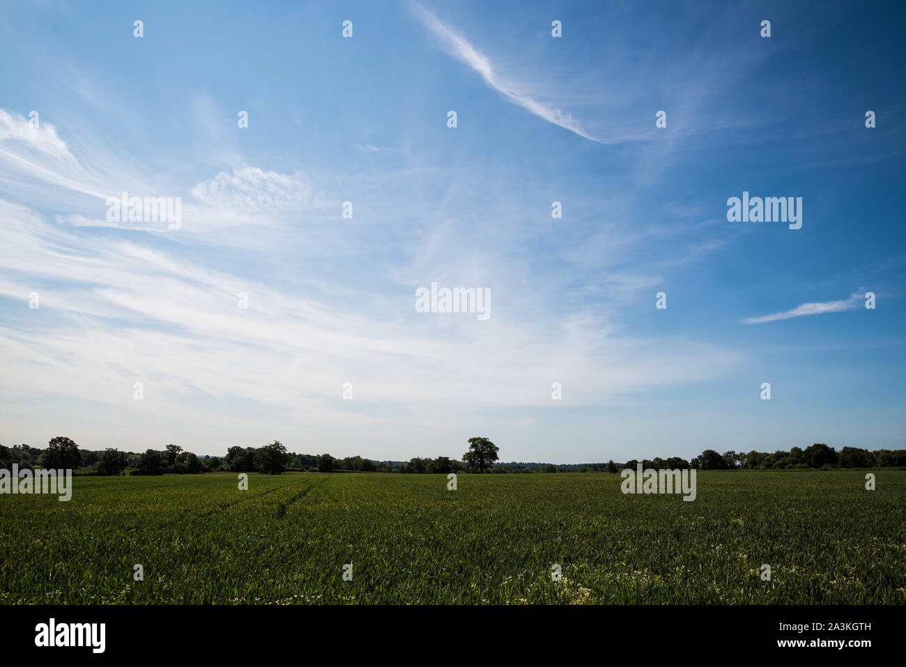 Field and sky. Reigate Heath, Surrey Stock Photo Alamy