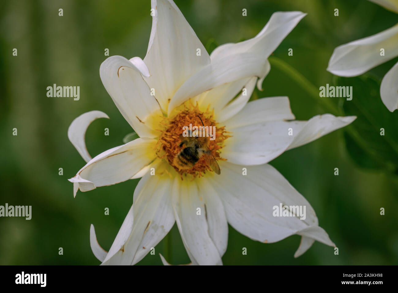 Detailed close up of a white star Honka Wit dahlia with a bee in bright sunshine Stock Photo