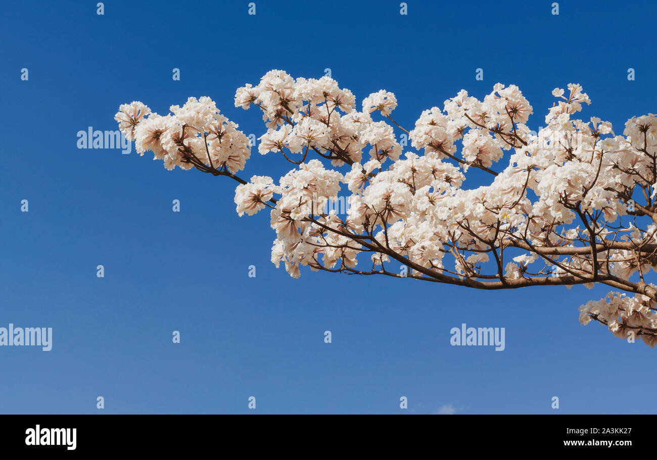 White trumpet tree under a blue sky. Stock Photo