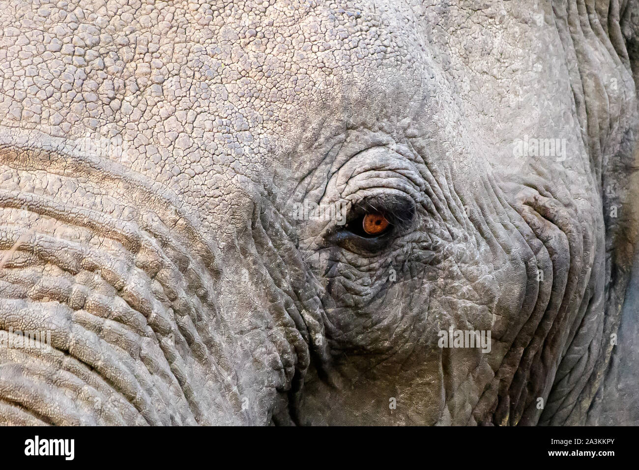eye of an African elephant Stock Photo