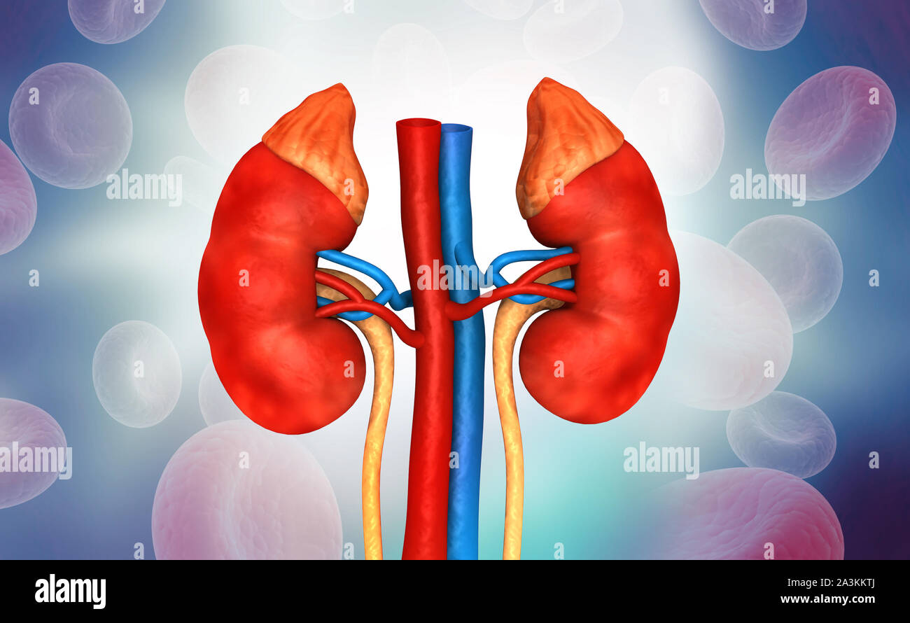 Human kidney anatomy on medical background. 3d illustration Stock Photo
