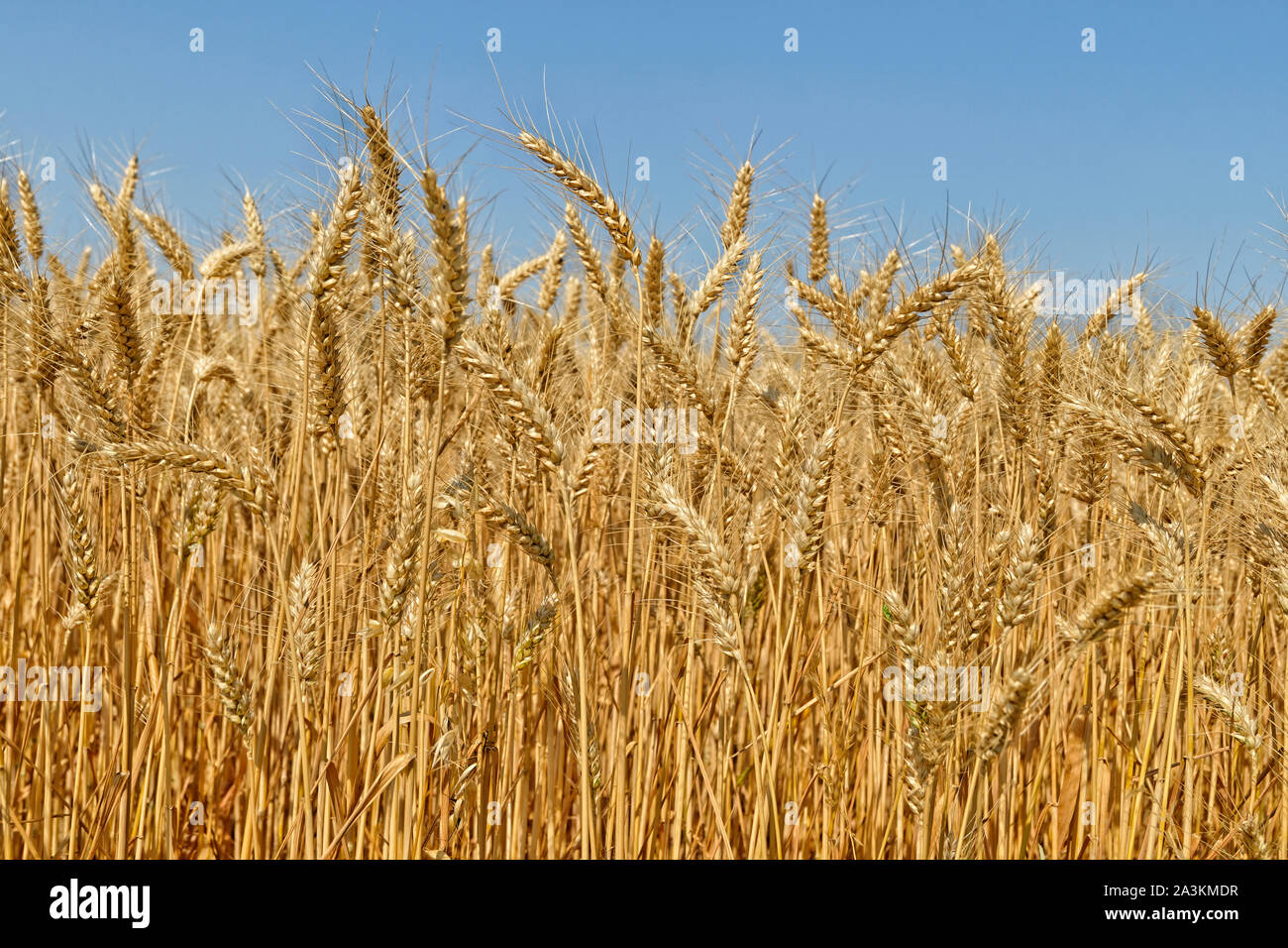 Wheat crop. Stock Photo