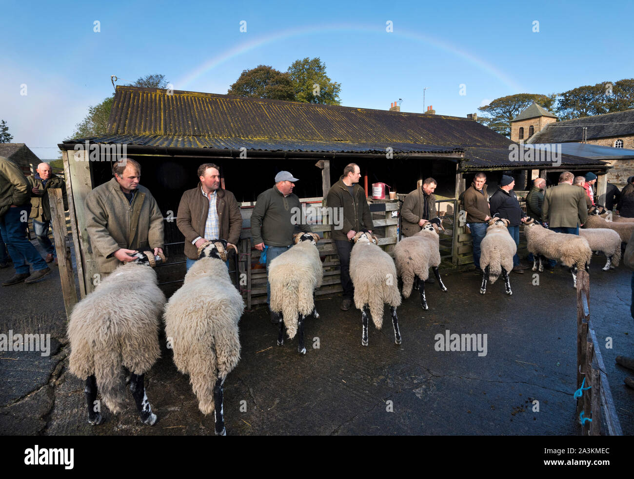 Annual show and sale of Swaledale rams, St Johns Chapel Auction  Mart, Weardale, Co Durham, UK. A line of rams for judging with rainbow overhead.. Stock Photo