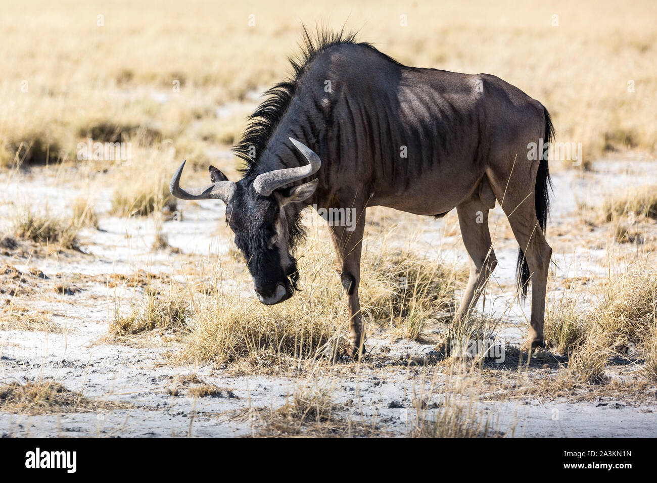 Single grassing gnu in the steppe, Etosha, Namibia, Africa Stock Photo