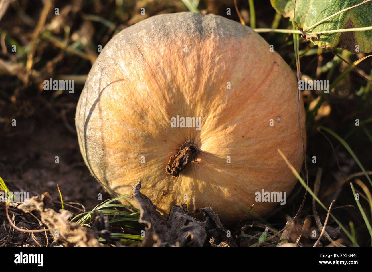Pumpkin Is Ripe natural ripe pumpkin lies in the garden closeup Stock Photo - Alamy