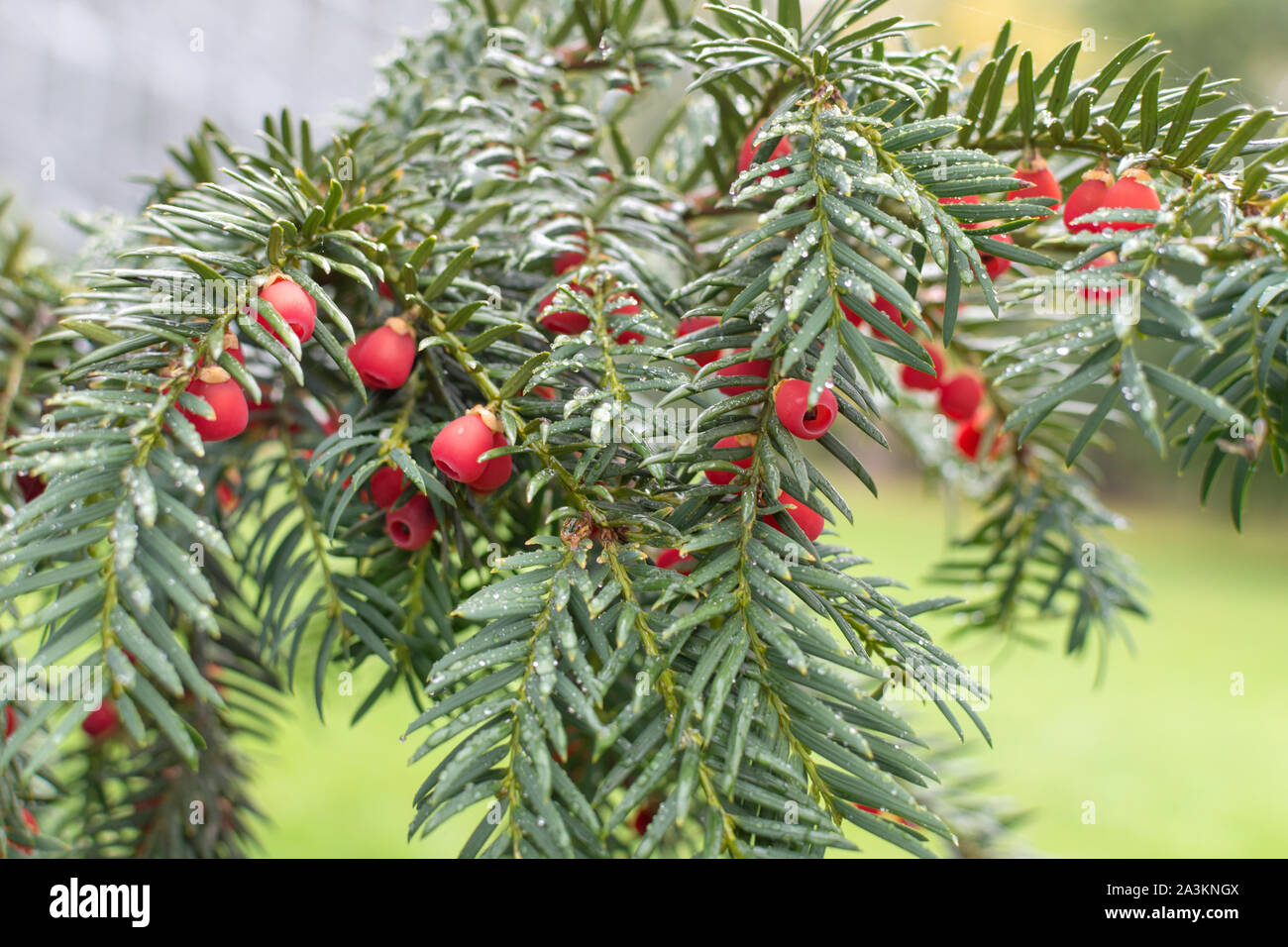 Christmas Yew (Taxus Baccata) in fruit with translucent red berries. Stock Photo