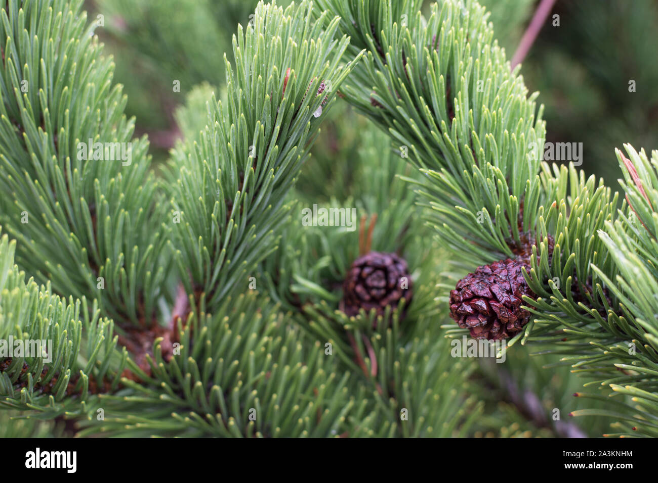 Douglas fir (Pseudotsuga menziesii) branch with cones closeup background. Stock Photo