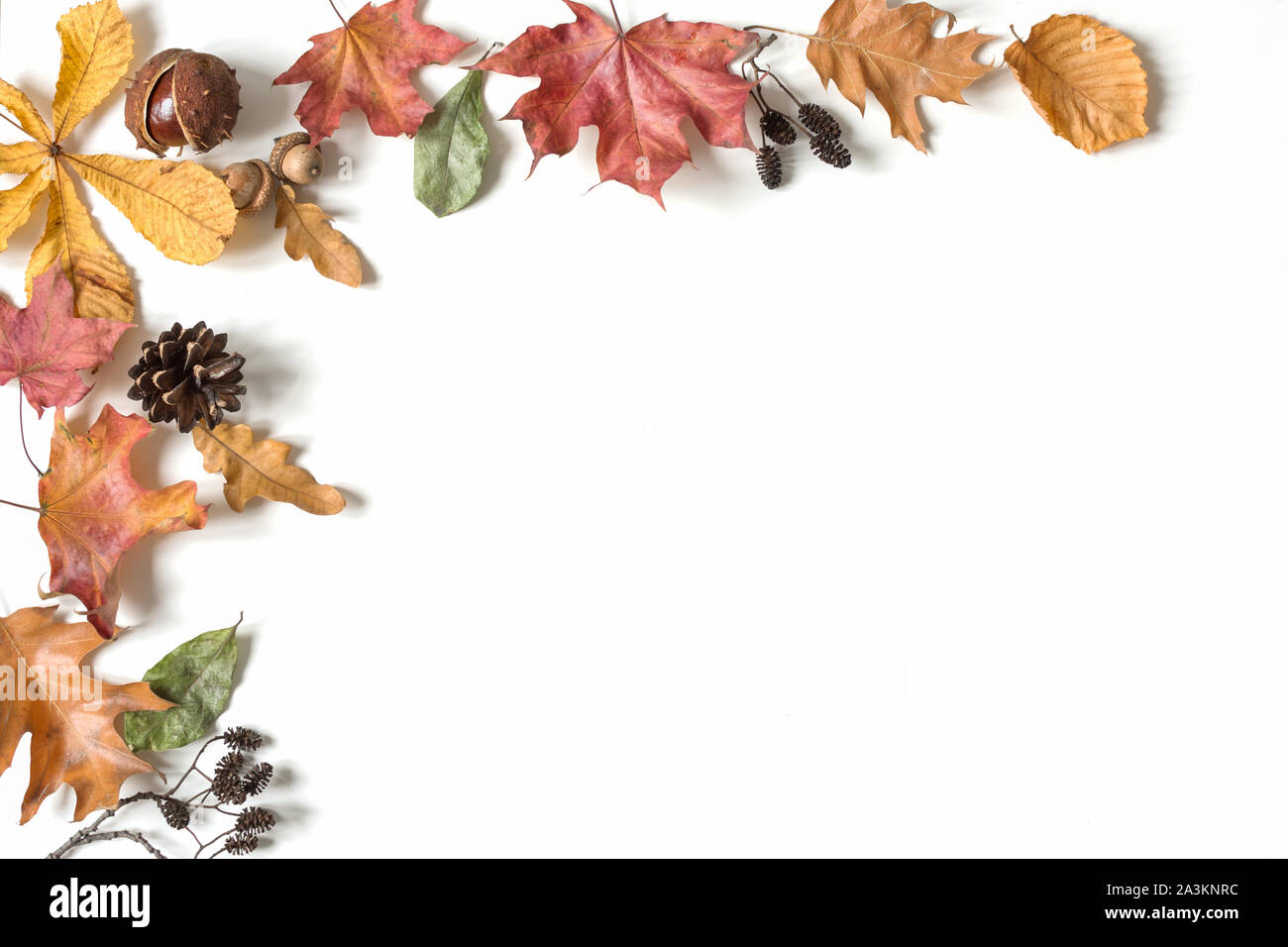 Autumn composition with colorful dry leaves on white background. Flat ...