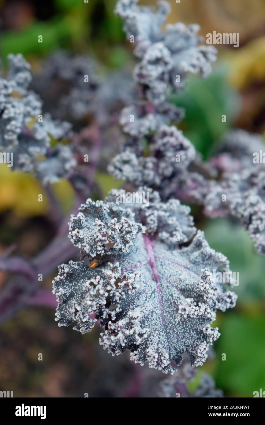 Scarlet kale in frost Stock Photo Alamy