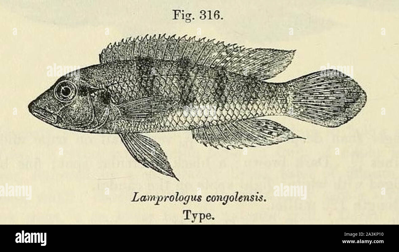 Lamprologus congoensis Stock Photo