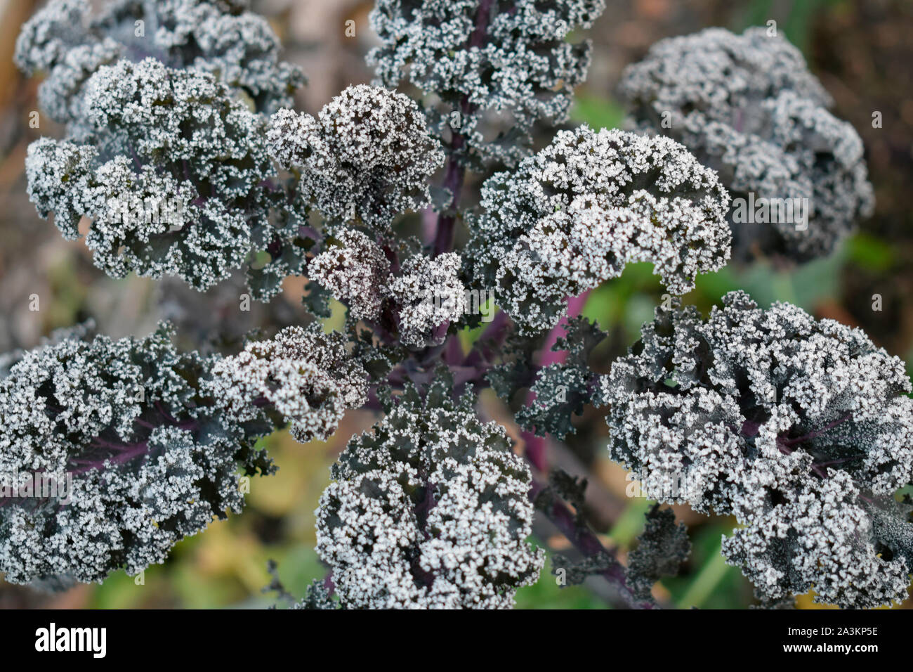Scarlet Kale in frost Stock Photo Alamy