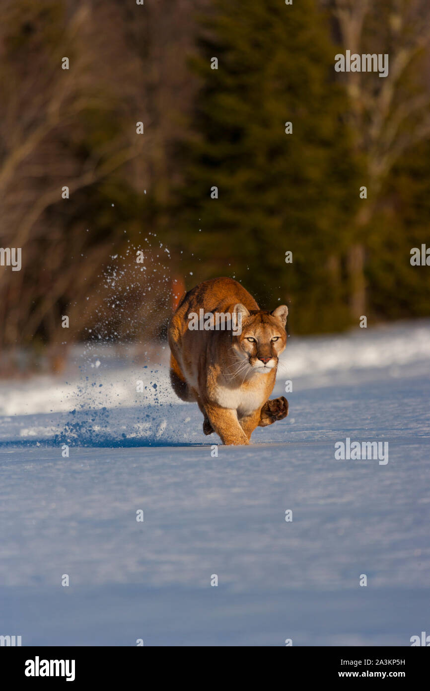 pull puma or