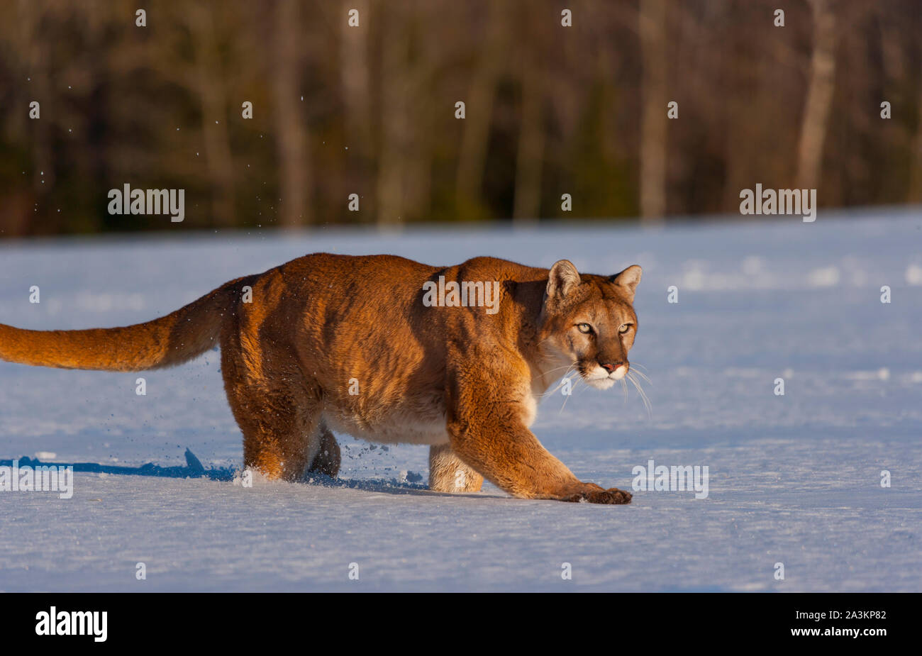 Cougar (Puma concolor), also commonly known as the mountain lion, puma,  panther, or catamount Stock Photo - Alamy
