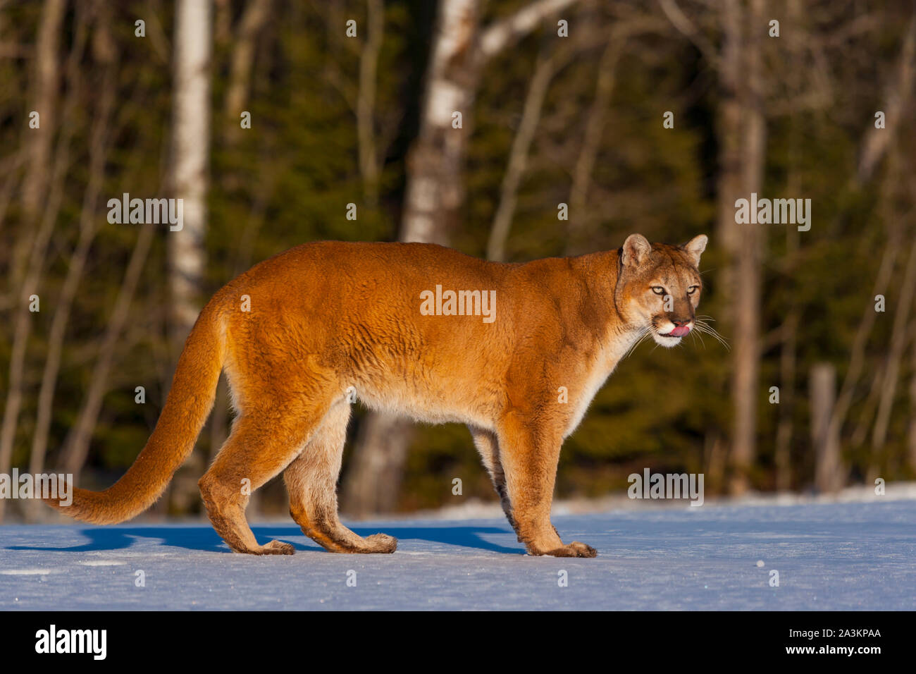 Cougar (Puma concolor), also commonly known as the mountain lion, puma,  panther, or catamount Stock Photo - Alamy