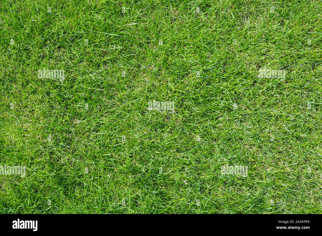 Texture of light green grass. Meadow landscape Stock Photo Alamy