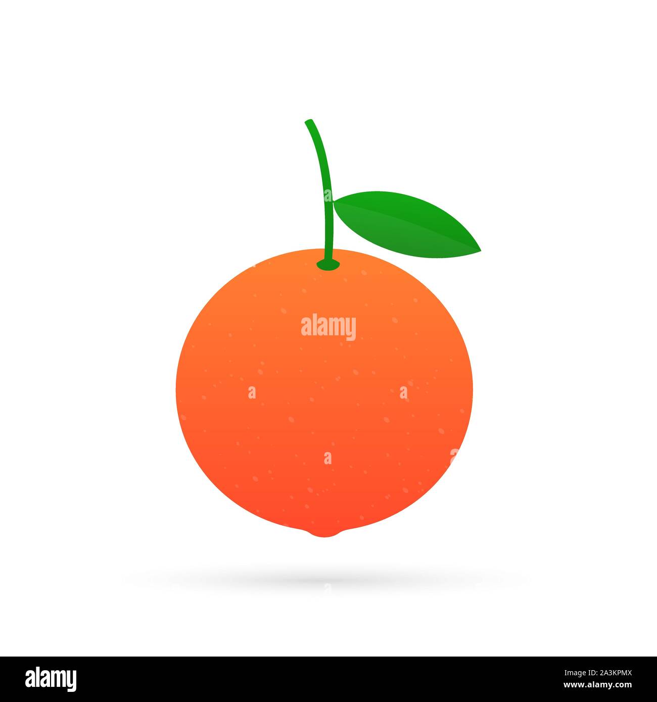 Grapefruit. A whole grapefruit and a cut.  Vector stock illustration. Stock Vector