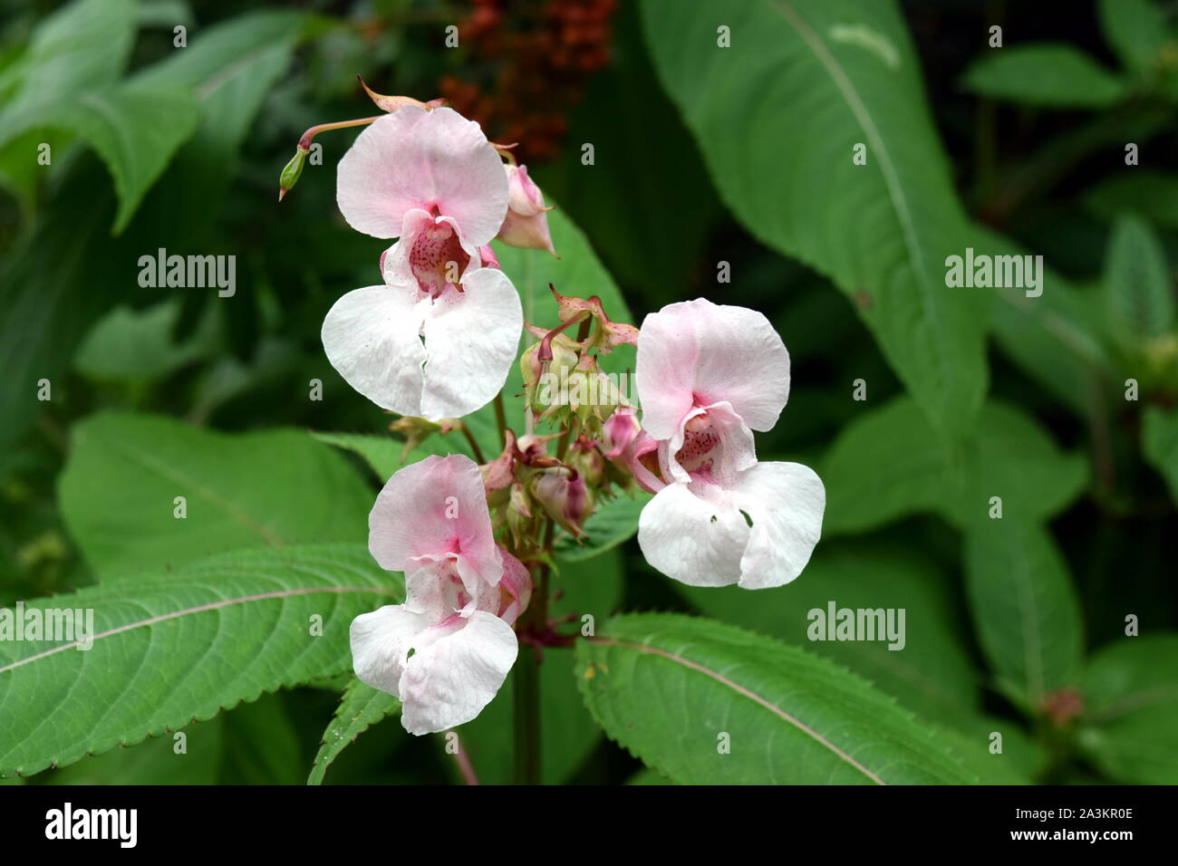 Himalayan Balsam, Impatiens glandulifera Stock Photo