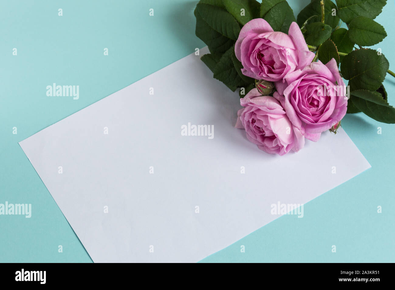 Blank sheet of paper and rose flowers bouquet on the pastel light ...