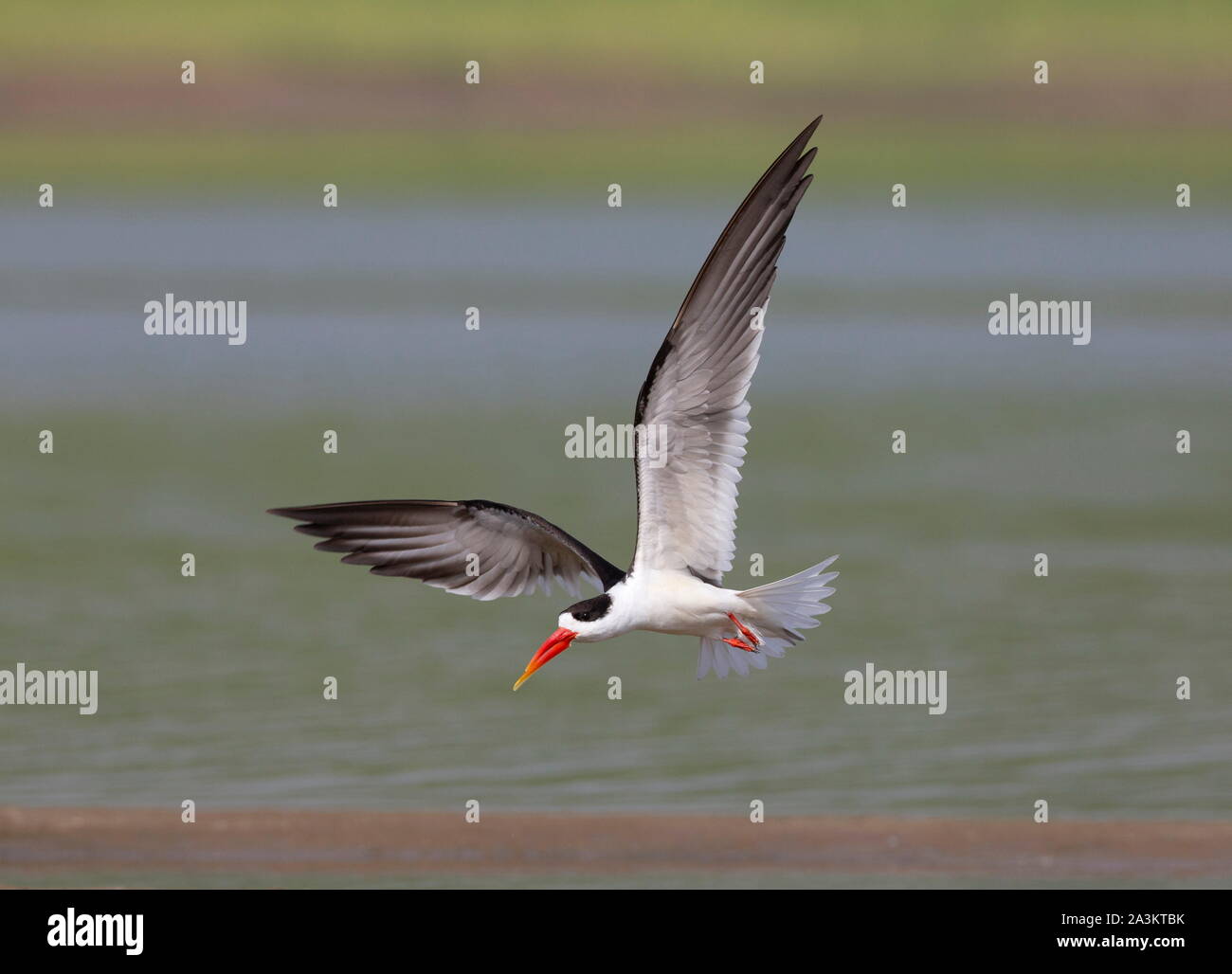 Skimmer in Flight, Ternlike birds in the family Laridae. Chambal River, Rajasthan, India Stock