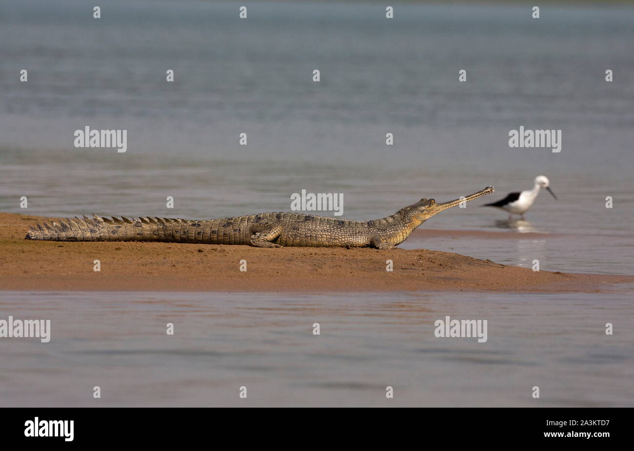 Gharial basking on the banks of chambal River, Gavialis gangeticus Rajasthan, India Stock Photo